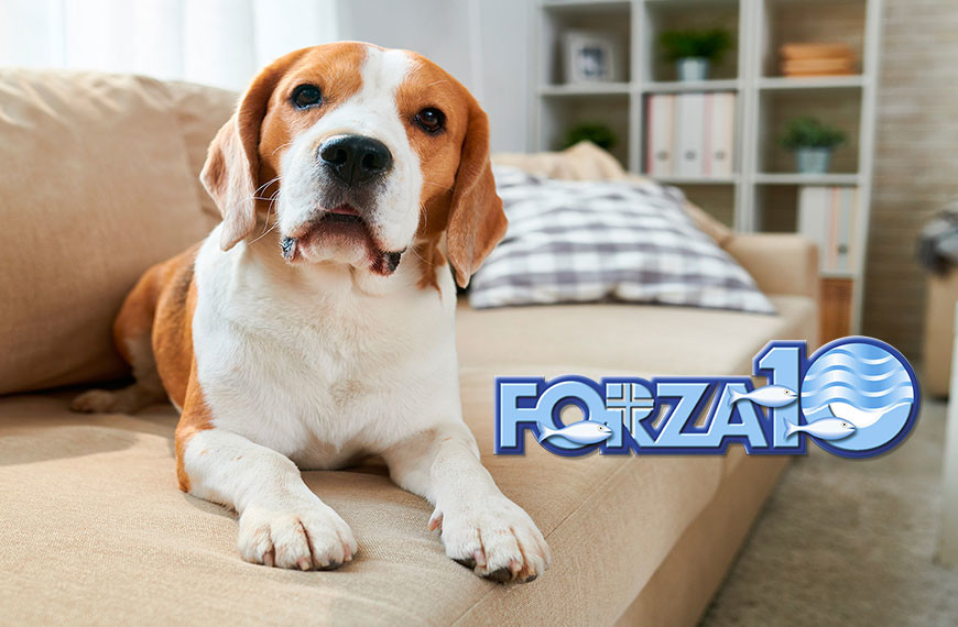 copertina-forza10