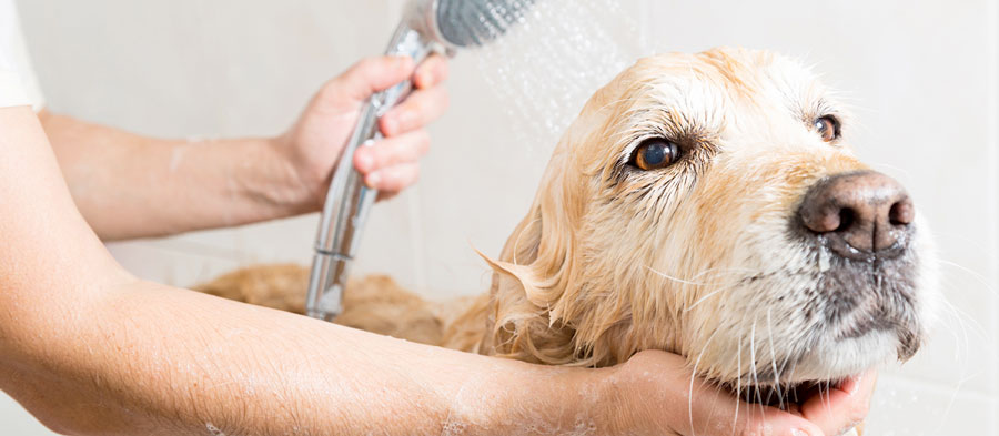 cane-in-acqua